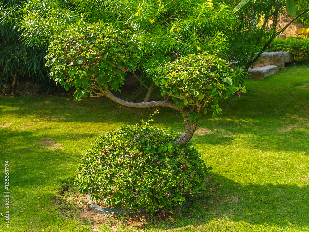 Decorative tree as part of landscape design in tropics