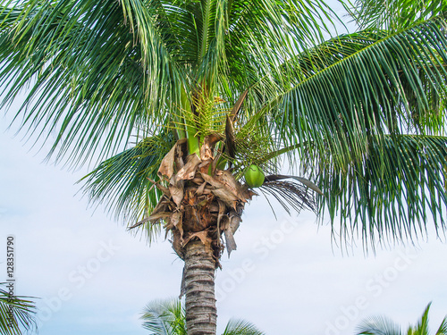 Obraz na płótnie Palm with coconuts at sky background w salonie