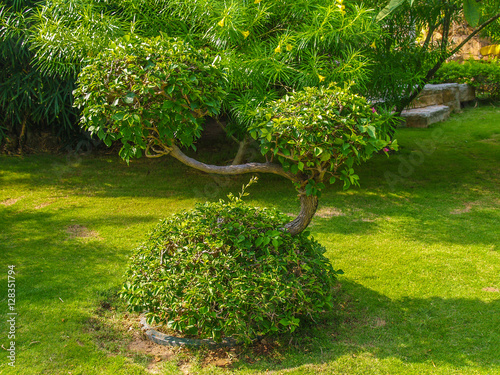 Obraz na płótnie Decorative tree as part of landscape design in tropics w salonie