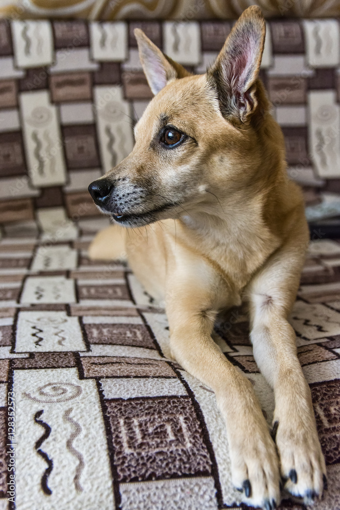 domestic dog portrait on the couch domestic dog portrait on the couch