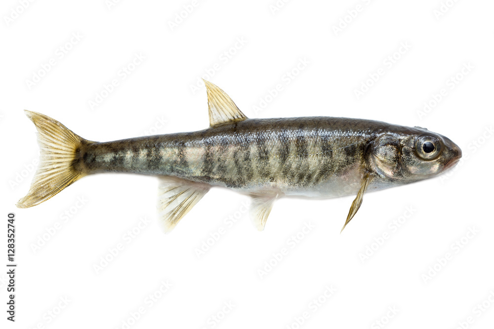 Minnow