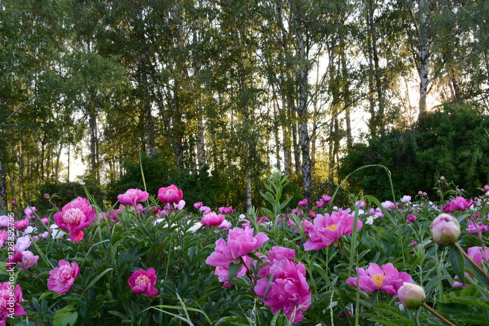 Beautiful peonies in the middle of the park! 
