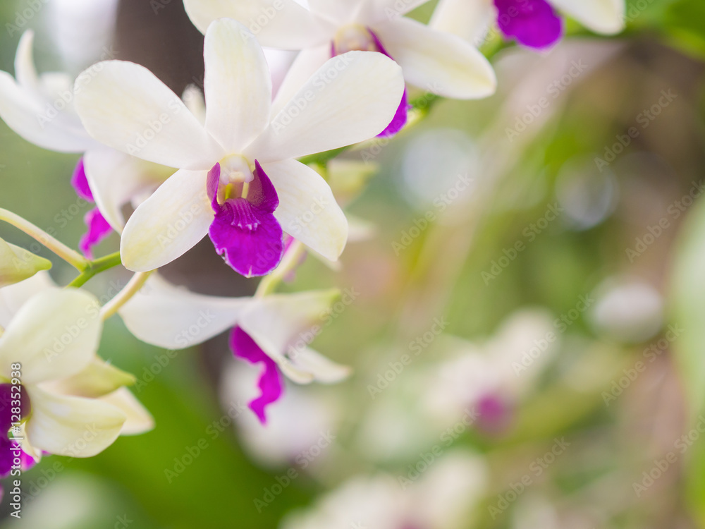 White orchids. beautiful Flower of Thailand. White orchids. beautiful Flower of Thailand.
