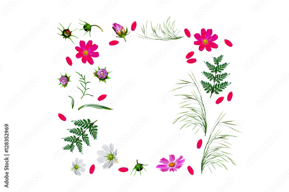 Cosmos flowers isolated on white background. Top view, flat lay. Cosmos flowers isolated on white background. Top view, flat lay.