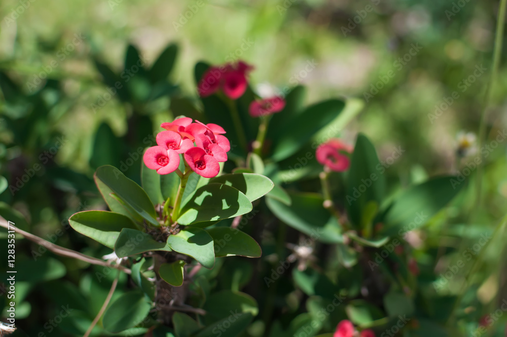 Gorgeous Euphorbia Milii flower. Legend associates it with the crown of thorns worn by Christ.