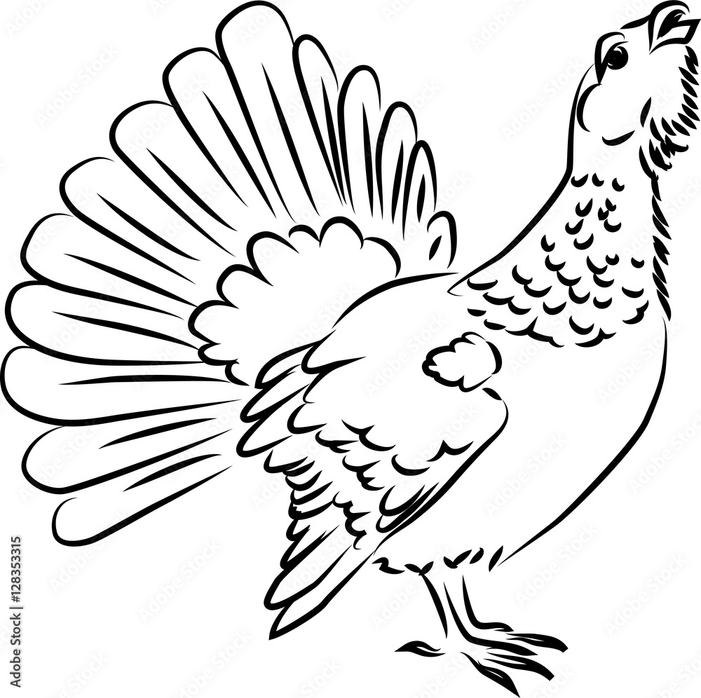 Obraz premium Capercaillie - black and white illustration