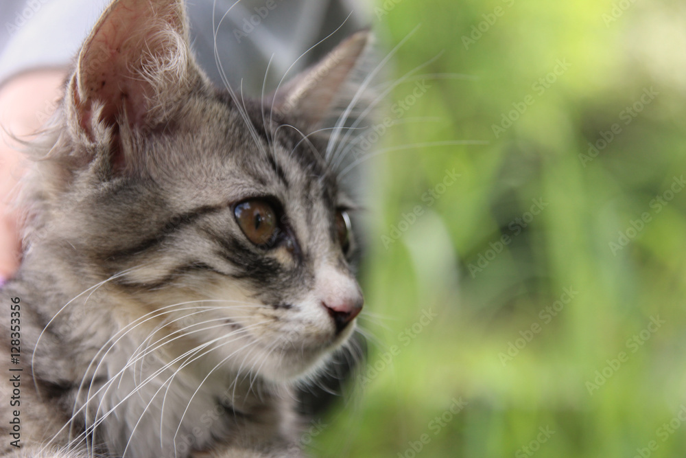 Fototapeta premium サバトラの子猫