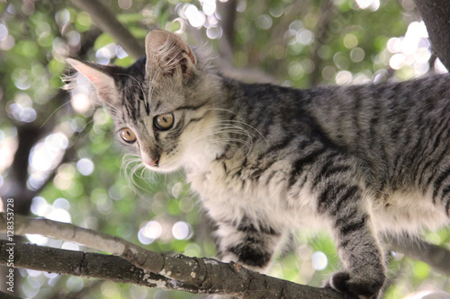 木登りしている子猫