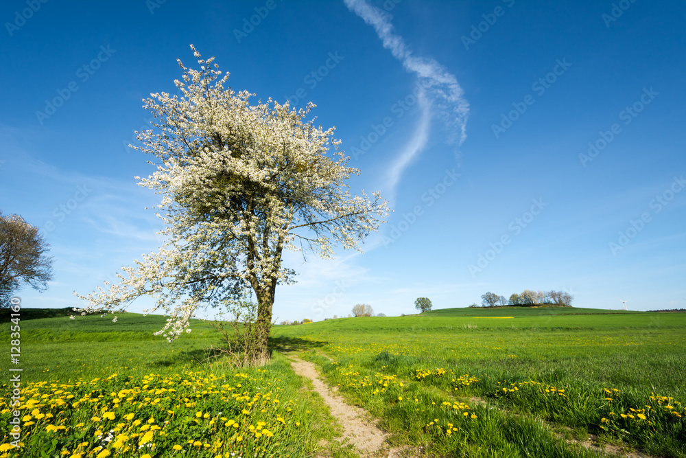 Obraz premium Landscape with a flowering tree