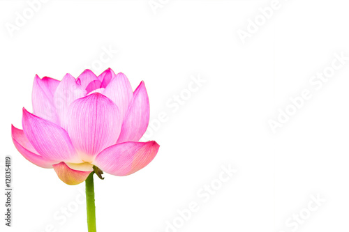 The Lotus Flower.White Background.Shooting location is the Sankeien in Yokohama, Kanagawa Prefecture Japan.