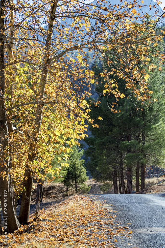 Fototapeta premium Sararmış Yapraklar