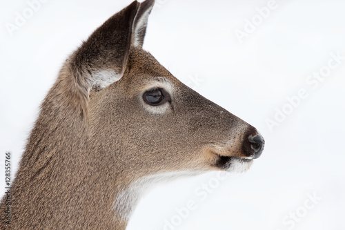 White-tailed deer profile isolated on a white background profile in winter in Canada
