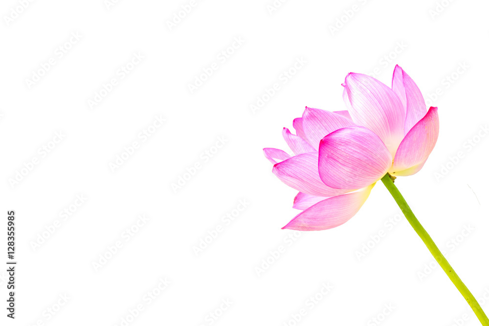 Fototapeta premium The Lotus Flower.White Background.Shooting location is the Sankeien in Yokohama, Kanagawa Prefecture Japan.