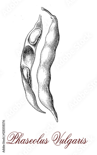 Принти на полотні Common bean or string bean is a plant cultivated worldwide for food as dried seeds or unripe green beans
