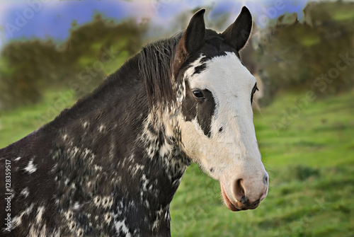 Portrait of a criollo horse  photo