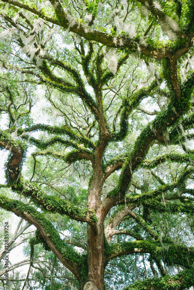 Fototapeta premium sprawling branches