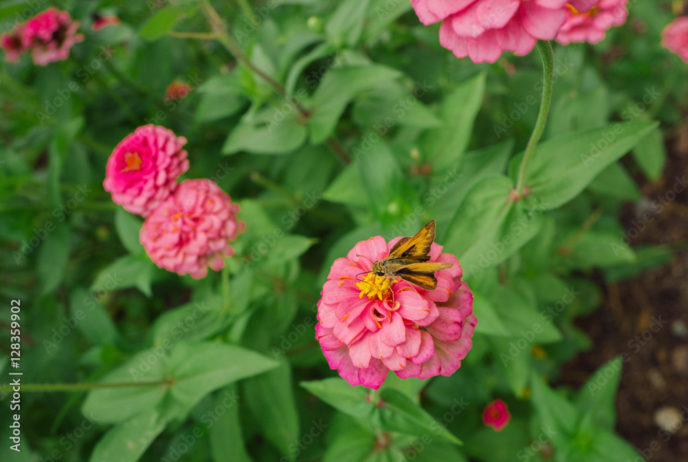butterfly on pink flowers butterfly on pink flowers