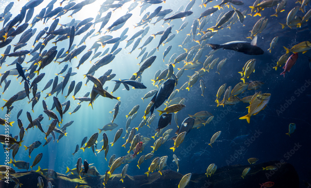 Obraz premium backlit fish school