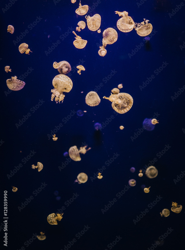 jellyfish cluster jellyfish cluster