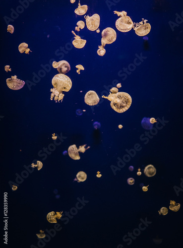 jellyfish cluster