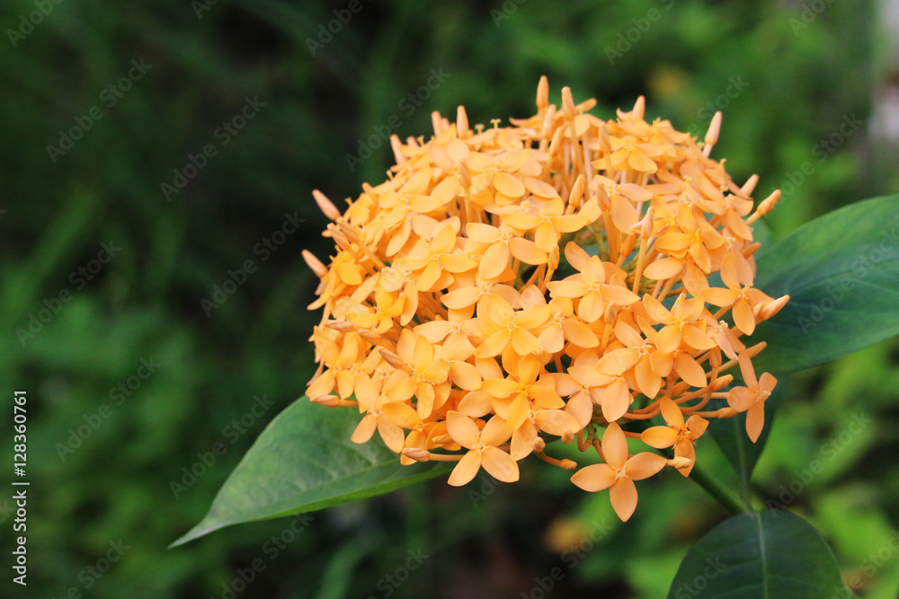 ixora flowers is a flower garden in the green. ixora flowers is a flower garden in the green.
