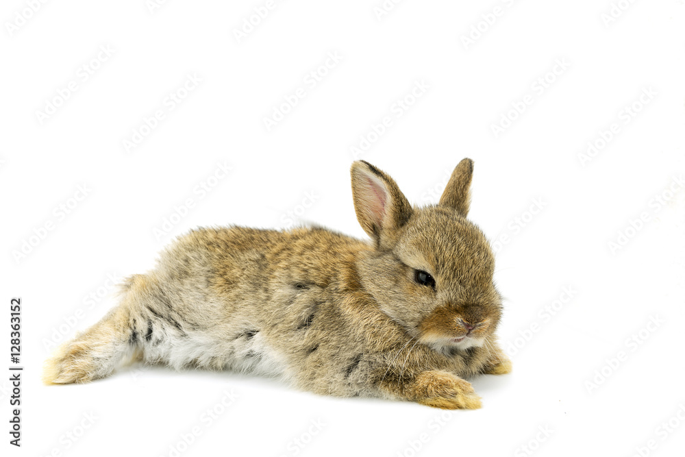 Baby Brown Holland lops rabbit lie down with white background