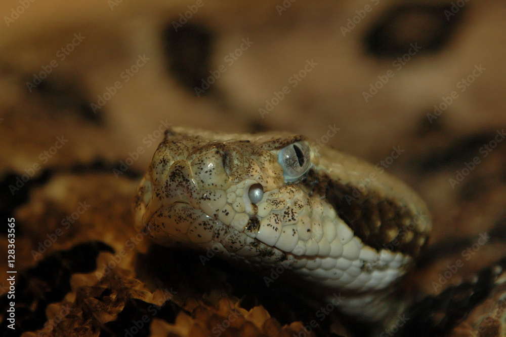 Obraz premium Dont mess with me