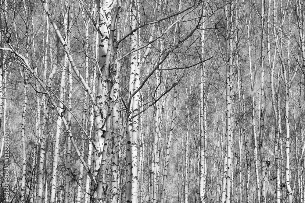 Fototapeta premium birch forest, black-white photo, autumn landscape