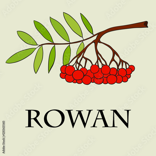 A branch of mountain ash.