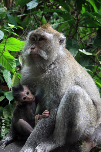Balinese Monkey with child in Ubud Monkey forest, Bali