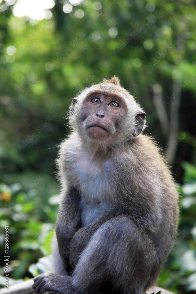 Balinese Monkey in Ubud Monkey forest, Bali