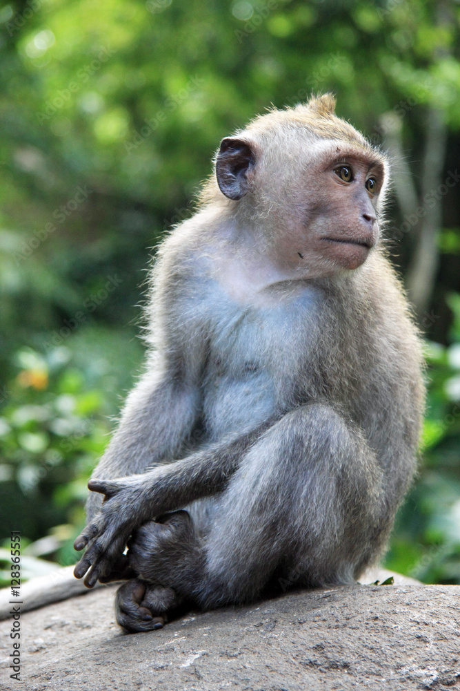 Balinese Monkey in Ubud Monkey forest, Bali