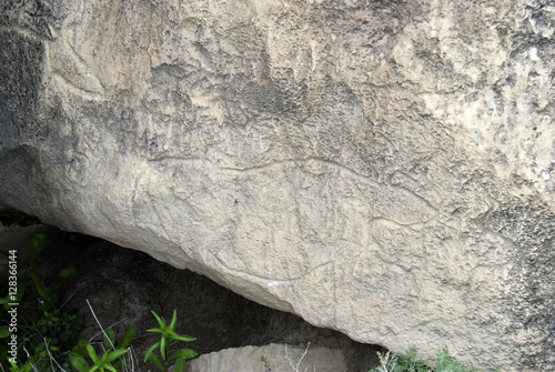 Prehistoric rock carvings (petroglyph) in Gobustan, Azerbaijan, depicting bulls.  photo