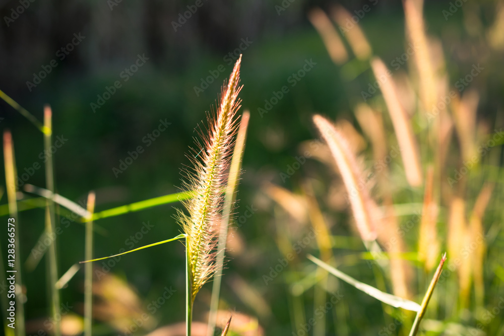 Yellow Flower grass impact sun light nature background.
