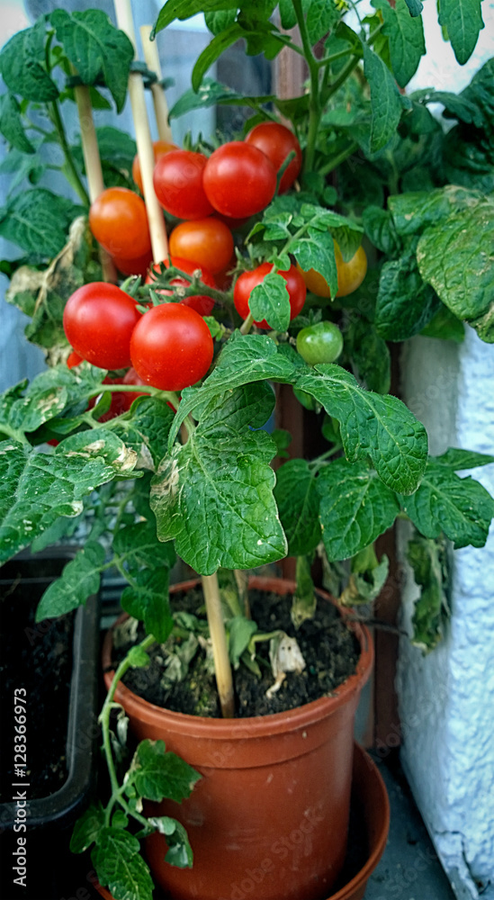 Home gardening, cherry tomato potted plant Home gardening, cherry tomato potted plant