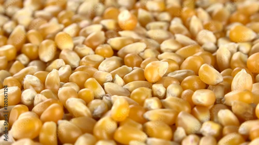 Corn (dried) (rotating on a wooden plate; seamless loopable; 4K) Corn (dried) (rotating on a wooden plate; seamless loopable; 4K)