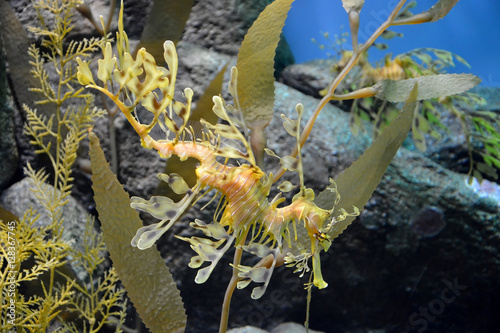 Funny sea-horse underwater. Dragon sea-horse photo