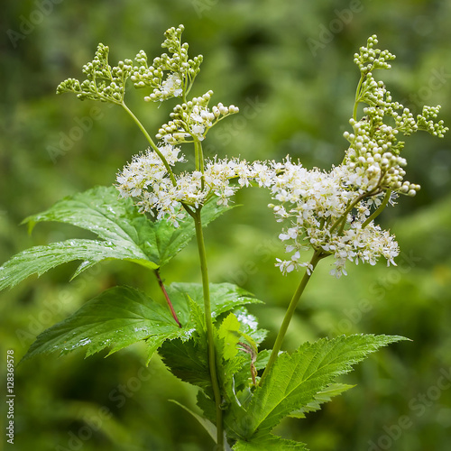Flowering Meadowsweet (Latin name Filipendula ulmaria)