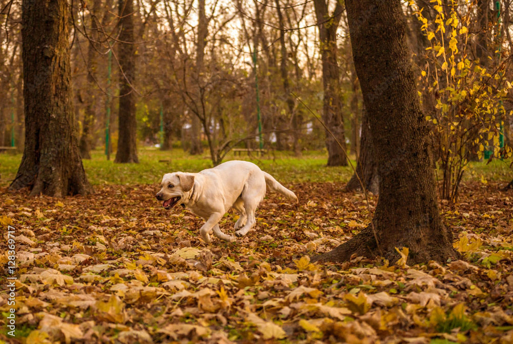 Funny young yellow labrador in beautiful autumn park on sunny day. Autumn portrait of white labrador running on fall leaves. Labrador dog outdoors the autumn. Funny young yellow labrador in beautiful autumn park on sunny day. Autumn portrait of white labrador running on fall leaves. Labrador dog outdoors the autumn.