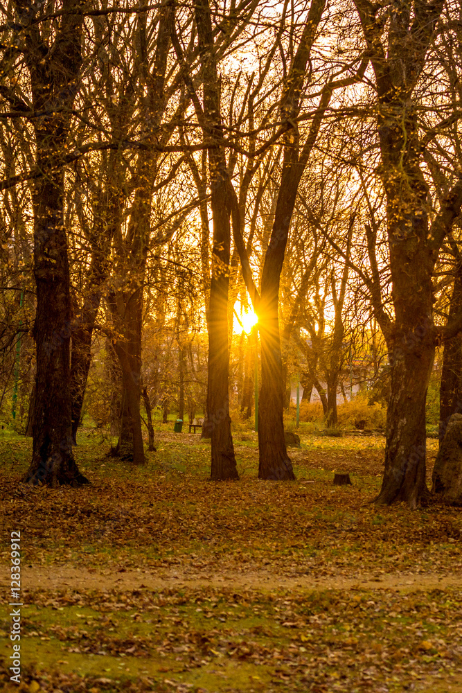 Fototapeta premium Colorful foliage in the autumn park. Golden leaves on branch, autumn wood with sun rays, beautiful landscape. Autumn. Fall. Autumnal Park. Autumn Trees and Leaves.
