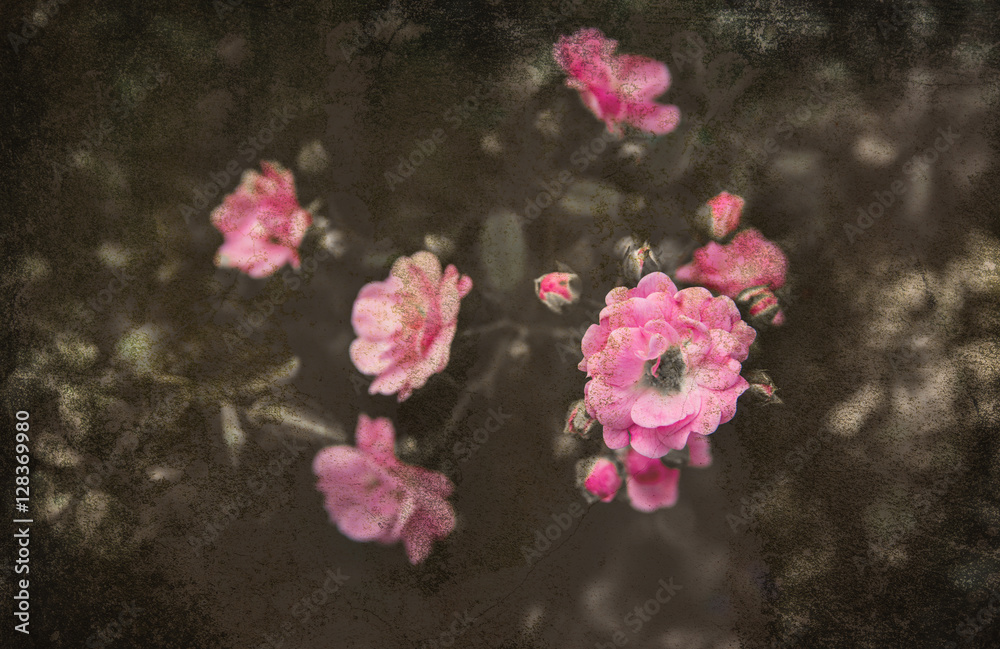 Obraz premium design roses background. Retro filter.