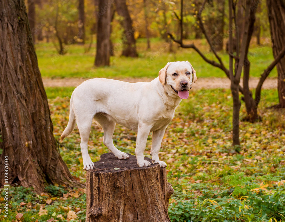 Funny young yellow labrador in beautiful autumn park on sunny day. Autumn portrait of white labrador staying still and looking in the camera. Labrador dog outdoors the autumn. 