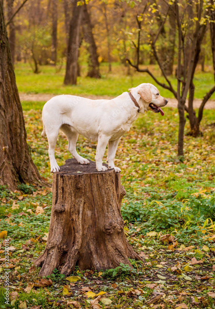 Funny young yellow labrador in beautiful autumn park on sunny day. Autumn portrait of white labrador staying still and looking in the camera. Labrador dog outdoors the autumn. Funny young yellow labrador in beautiful autumn park on sunny day. Autumn portrait of white labrador staying still and looking in the camera. Labrador dog outdoors the autumn.