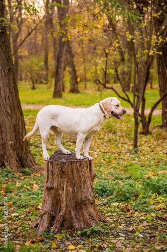 Funny young yellow labrador in beautiful autumn park on sunny day. Autumn portrait of white labrador staying still and looking in the camera. Labrador dog outdoors the autumn. 