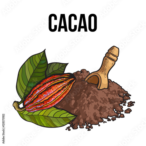 Hand drawn heap of cocoa powder with a wooden scoop and ripe cacao fruit, sketch vector illustration isolated on white background. Colorful illustration of cacao fruit and ground cocoa powder