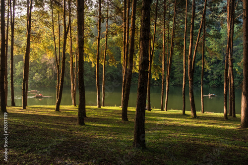 Fototapeta Naklejka Na Ścianę i Meble -  Forest trees nature green wood with sunlight in the morning