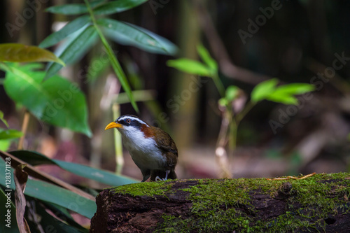 White-browed Scimitar-babbler in nature photo