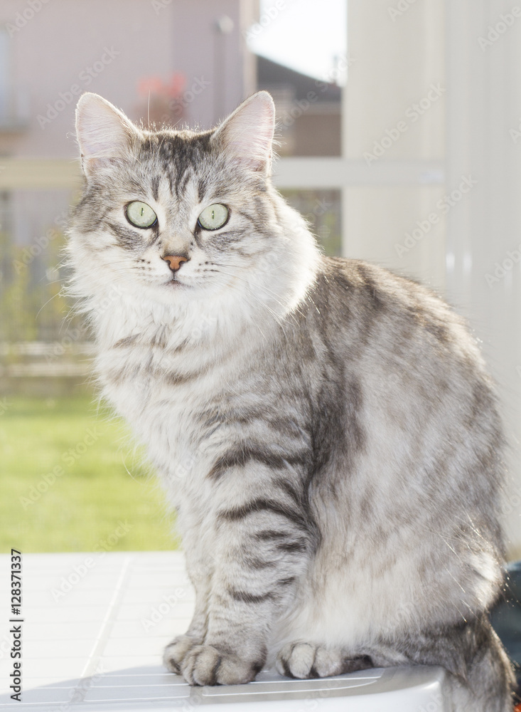 beautiful female silver cat of siberian breed in the garden beautiful female silver cat of siberian breed in the garden