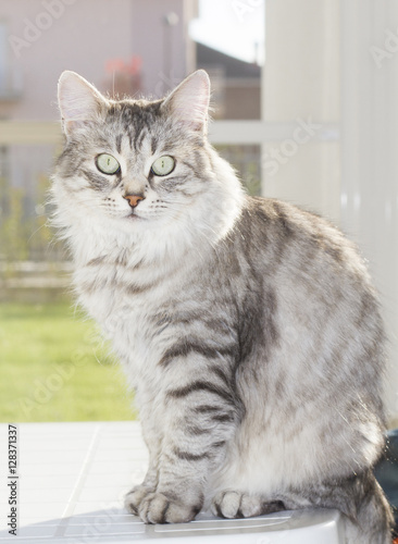 beautiful female silver cat of siberian breed in the garden