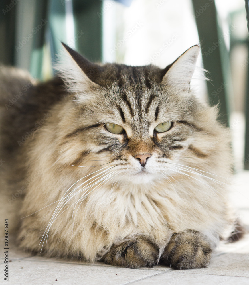 brown long haired cat of siberian breed lying in the garedn